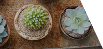 花・観葉植物